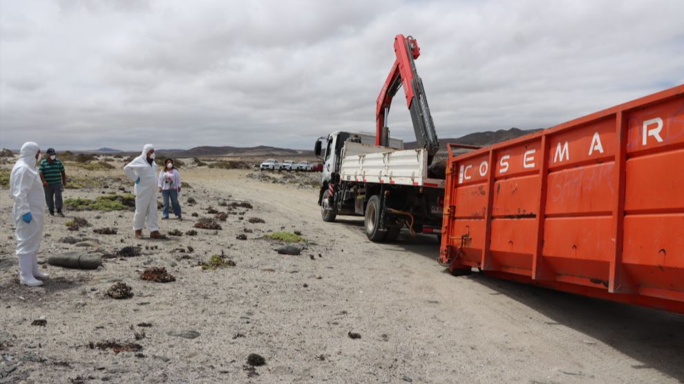 Éxito en traslado de lobo marino varado en Caleta Pajonales
